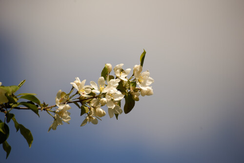 Macro-102.jpg