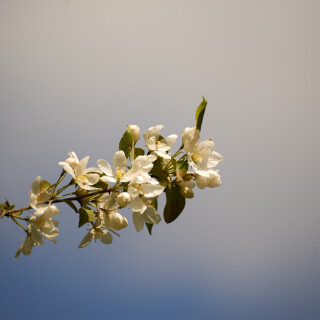 Macro-102