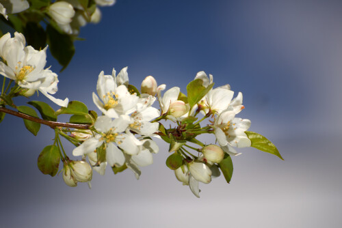 Macro-103.jpg