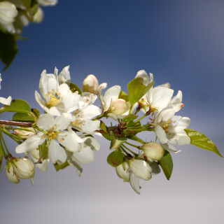 Macro-103