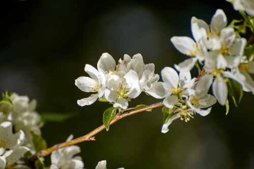 Macro-104.jpg