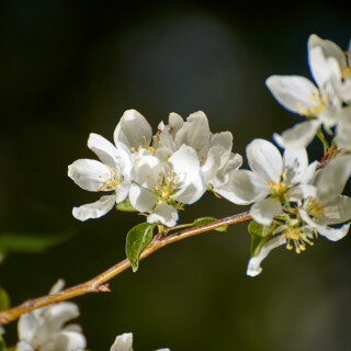 Macro-104