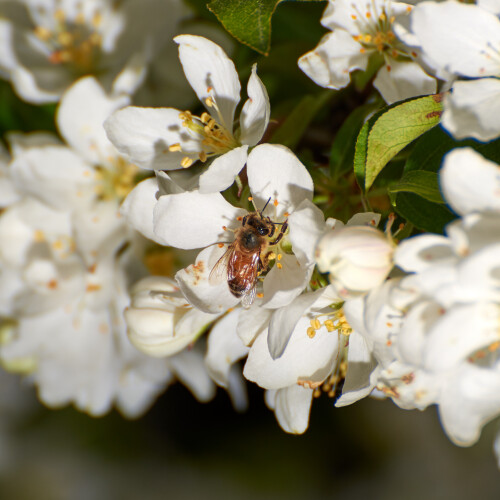 Macro-105.jpg