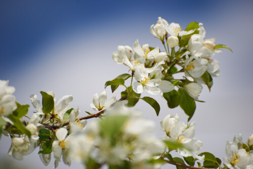 Macro-106.jpg