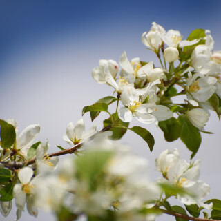 Macro-106