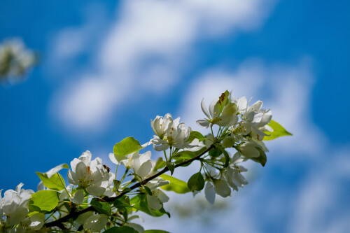 Macro-107.jpg