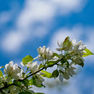 Macro-107