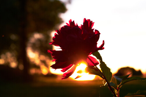 Macro-108.jpg