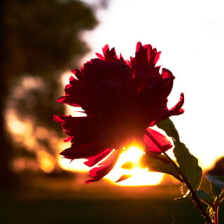 Macro-108