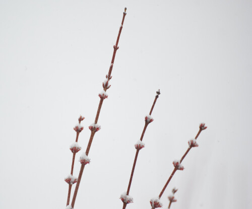 Macro-109.jpg