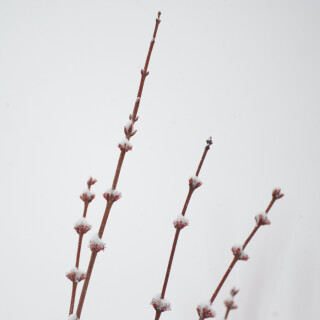 Macro-109
