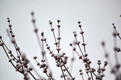 Macro-110.jpg