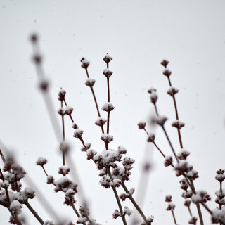 Macro-110