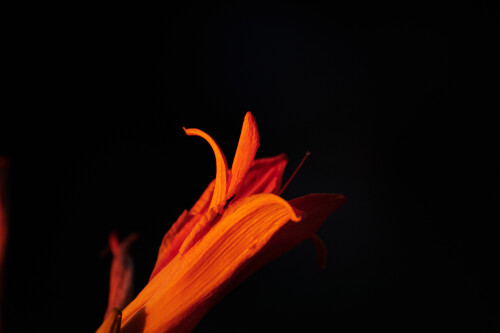 Macro-111.jpg