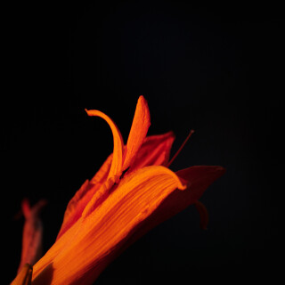 Macro-111