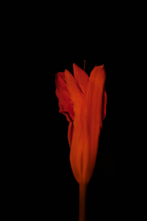 Macro-112.jpg