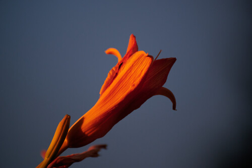 Macro-113.jpg