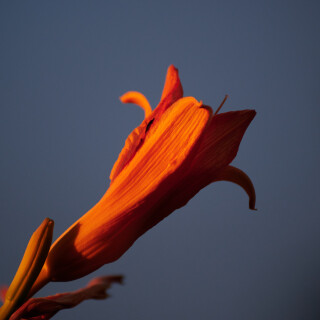 Macro-113