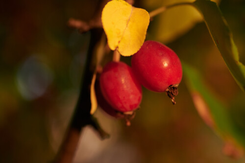 Macro-114.jpg