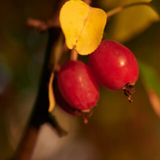 Macro-114