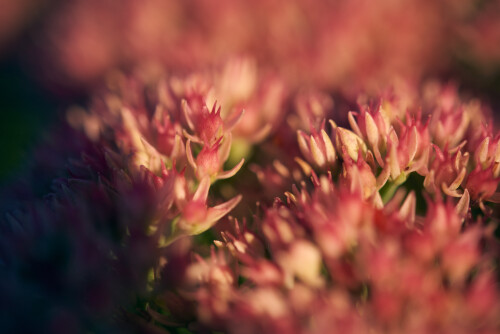 Macro-115.jpg