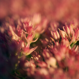 Macro-115