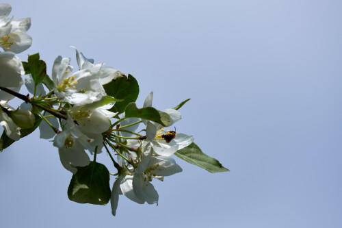 Macro-116.jpg