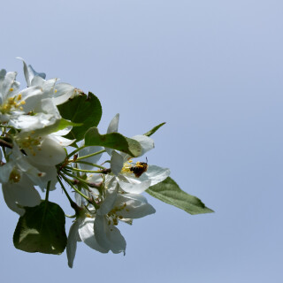 Macro-116