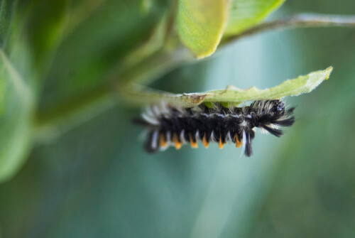 Macro-75.jpg