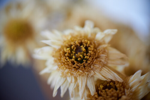 Macro-76.jpg