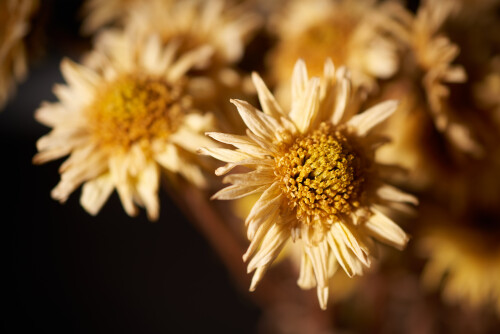 Macro-77.jpg