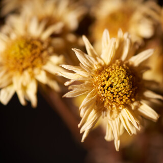 Macro-77