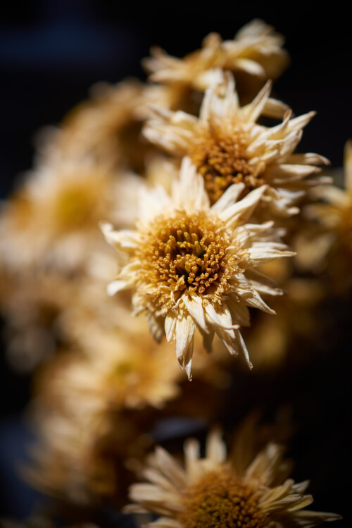 Macro-78.jpg