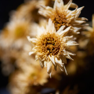 Macro-78