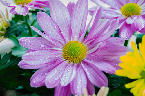 Macro-79.jpg