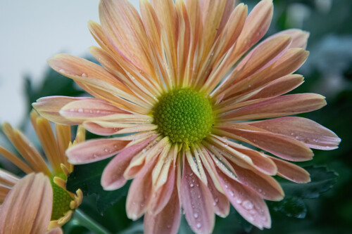 Macro-80.jpg