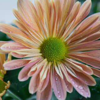 Macro-80