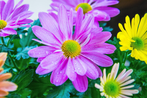 Macro-81.jpg
