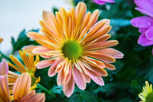 Macro-82.jpg