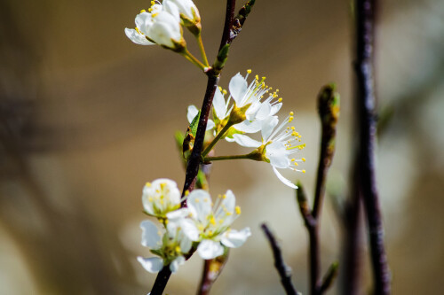 Macro-83.jpg