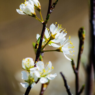 Macro-83