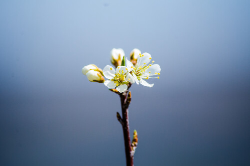 Macro-84.jpg