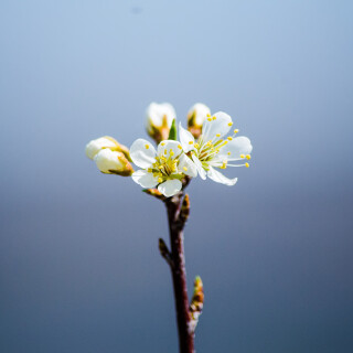 Macro-84