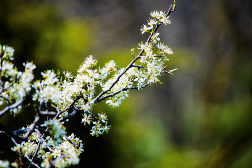 Macro-86.jpg