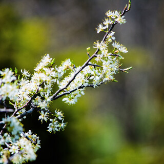 Macro-86