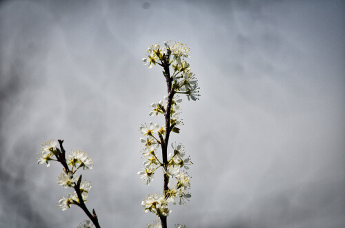 Macro-87.jpg