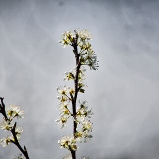 Macro-87
