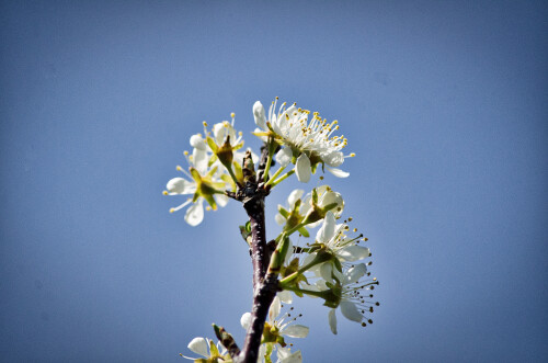 Macro-88.jpg