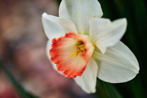 Macro-91.jpg
