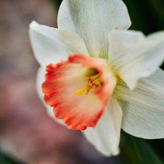 Macro-91